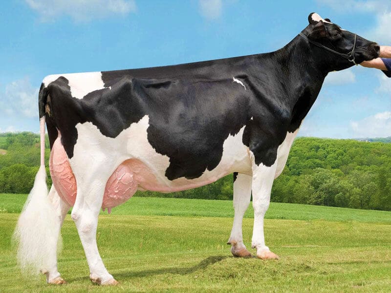 Holstein