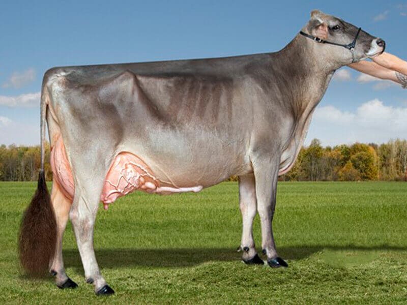 Brown swiss