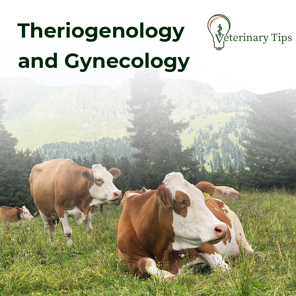 Thriogenology and Gynacology